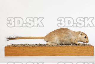 Gerbil - Meriones meridionus 0026